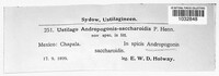 Ustilago andropogonis-saccharoidis image